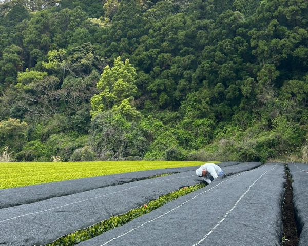 バロンスクリーン