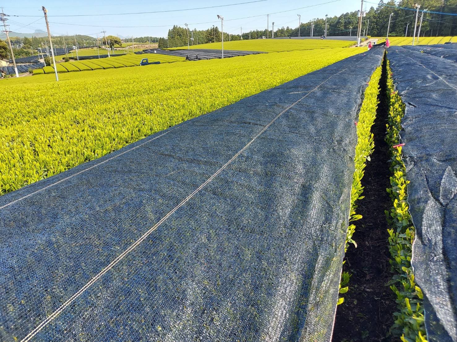 バロンスクリーン