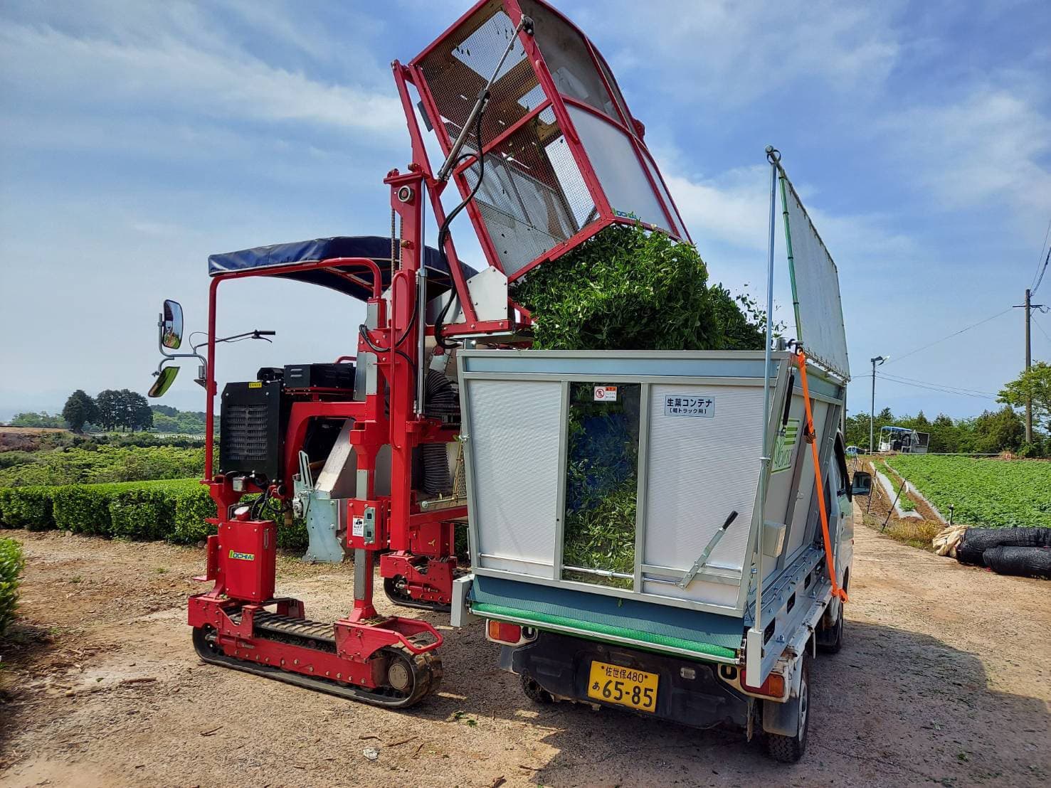 生葉の移し替え