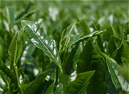 生葉の移し替え