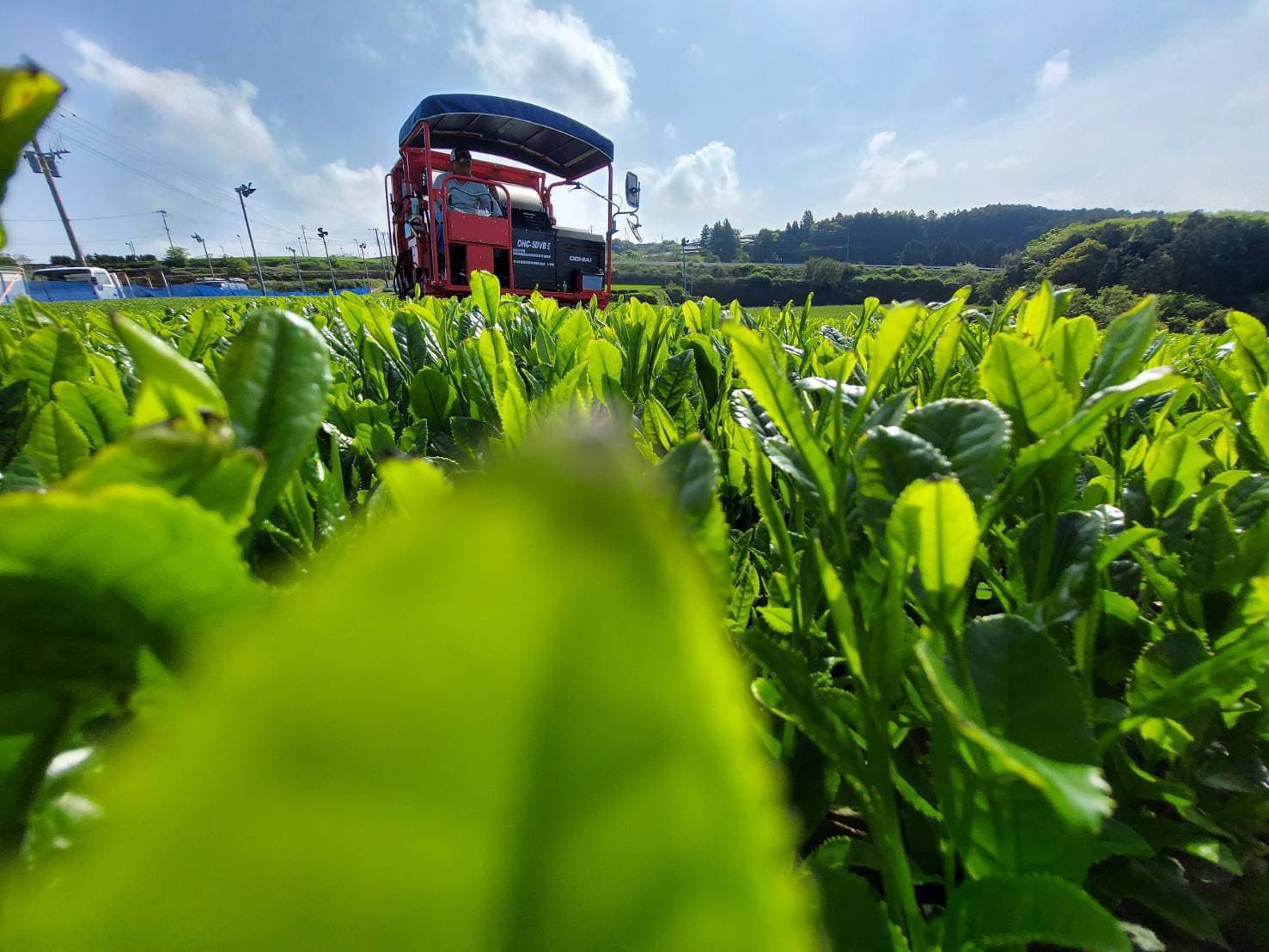 生葉の移し替え