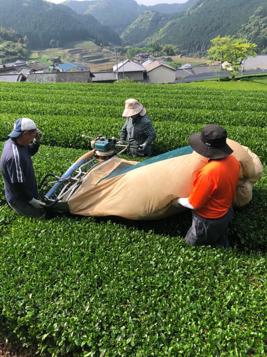 生葉の移し替え
