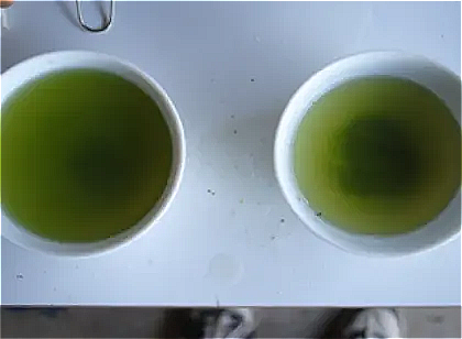 お茶のテイスティング