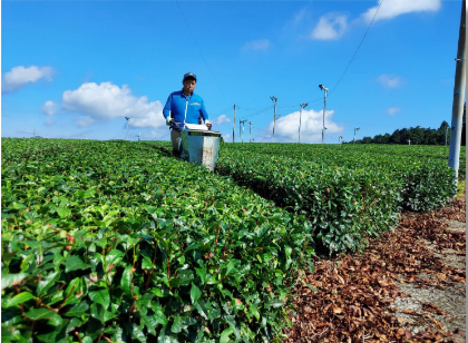 肥料の施肥（春肥え）