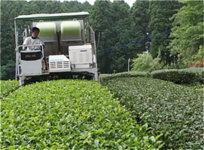 二番茶摘採後の刈番