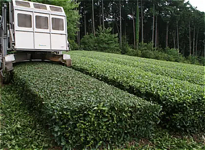 二番茶摘採後の刈番