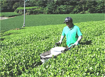 秋肥え・元肥の施肥