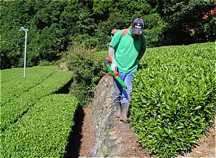 秋肥え・元肥の施肥