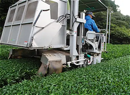 秋整枝・最終刈番